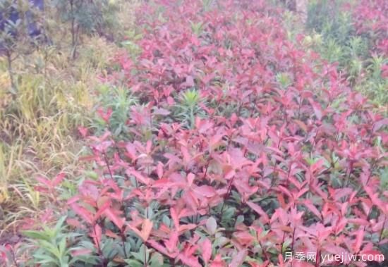 微電商下的紅葉石楠苗木營(yíng)銷方法(圖1)
