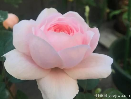 適合園藝新人的4款盆栽月季，花美花期長(圖2)
