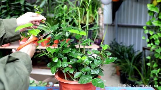 養(yǎng)花有三忌，實(shí)用易上手，養(yǎng)花也沒那么難(圖1)