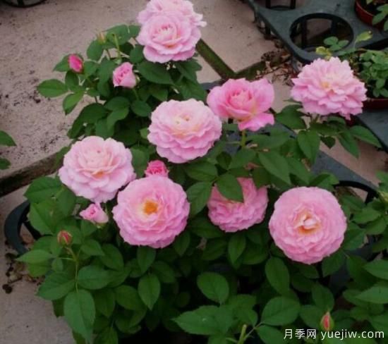適合新手的3種微型陽臺(tái)月季，皮實(shí)好養(yǎng)顏值高(圖2)