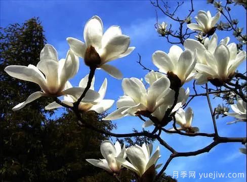 這8種觀花類喬木是園林工程的首選樹種(圖2)