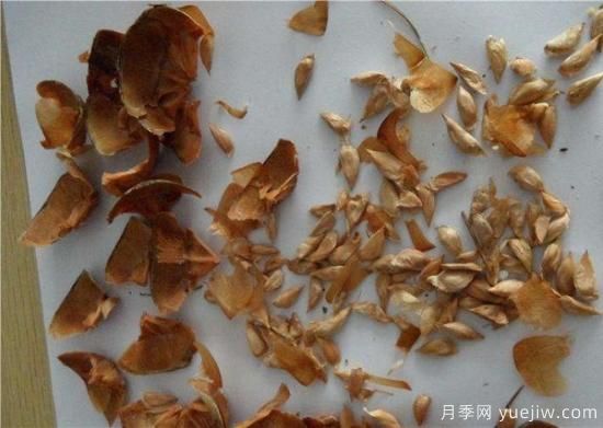 雪松種子什么時候種植？(圖1)