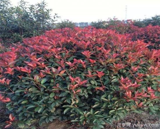 庭院種紅葉石楠可以嗎？(圖1)