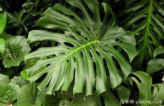 十大吸甲醛植物，你家養(yǎng)過(guò)哪幾種？(圖1)