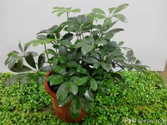 十大吸甲醛植物，你家養(yǎng)過(guò)哪幾種？(圖2)