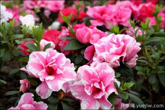 十大吸甲醛植物，你家養(yǎng)過(guò)哪幾種？(圖3)