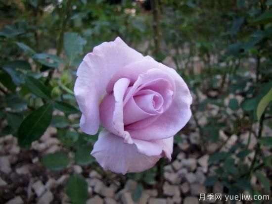 大花香水月季的養(yǎng)護(hù)方法，分享10種花香飄滿屋(圖3)