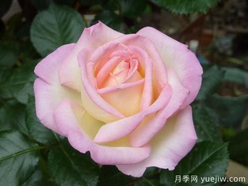 大花香水月季的養(yǎng)護(hù)方法，分享10種花香飄滿屋(圖2)