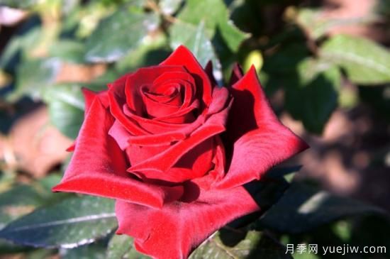 大花香水月季的養(yǎng)護(hù)方法，分享10種花香飄滿屋(圖4)