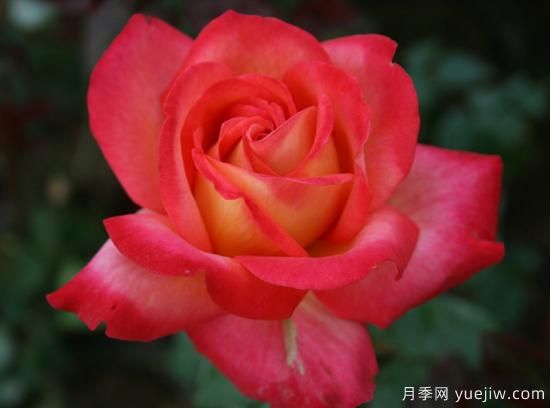 大花香水月季的養(yǎng)護(hù)方法，分享10種花香飄滿屋(圖6)