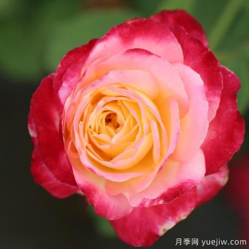 大花香水月季的養(yǎng)護(hù)方法，分享10種花香飄滿屋(圖5)