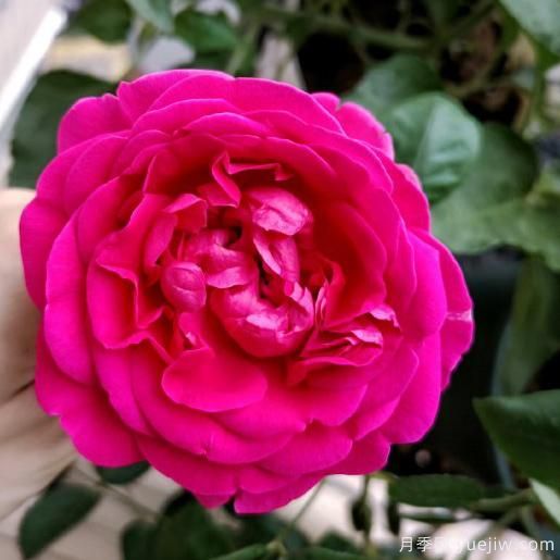 大花香水月季的養(yǎng)護(hù)方法，分享10種花香飄滿屋(圖7)