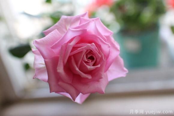 大花香水月季的養(yǎng)護(hù)方法，分享10種花香飄滿屋(圖10)