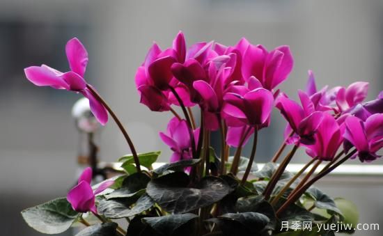 十大吸甲醛植物，你家養(yǎng)過(guò)哪幾種？(圖4)