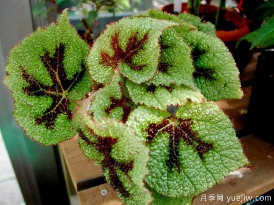 十大吸甲醛植物，你家養(yǎng)過(guò)哪幾種？(圖5)