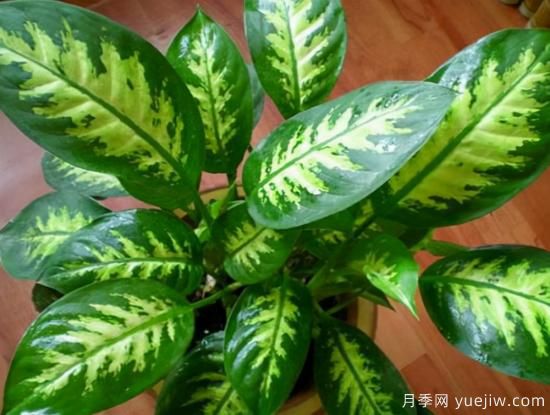 十大吸甲醛植物，你家養(yǎng)過(guò)哪幾種？(圖6)