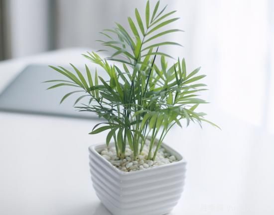十大吸甲醛植物，你家養(yǎng)過(guò)哪幾種？(圖7)