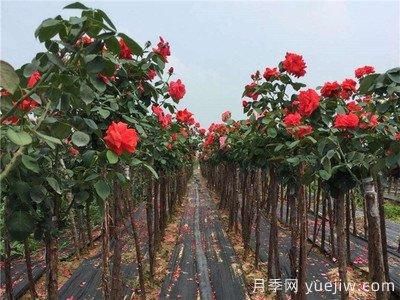 月季樹爛根，怎么治？(圖1)