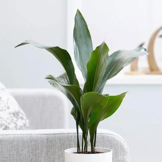 十大吸甲醛植物，你家養(yǎng)過(guò)哪幾種？(圖8)