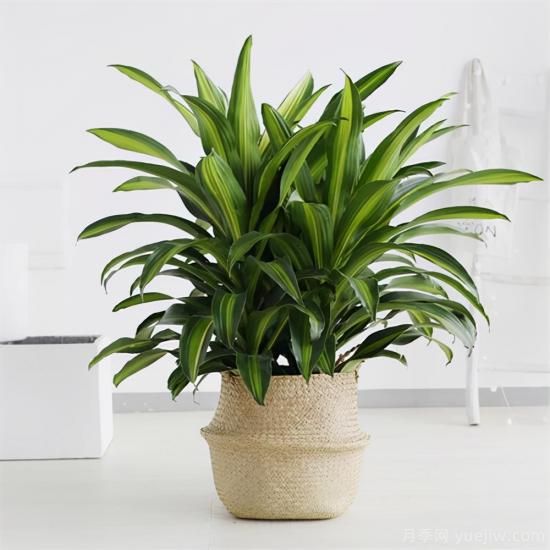 十大吸甲醛植物，你家養(yǎng)過(guò)哪幾種？(圖9)