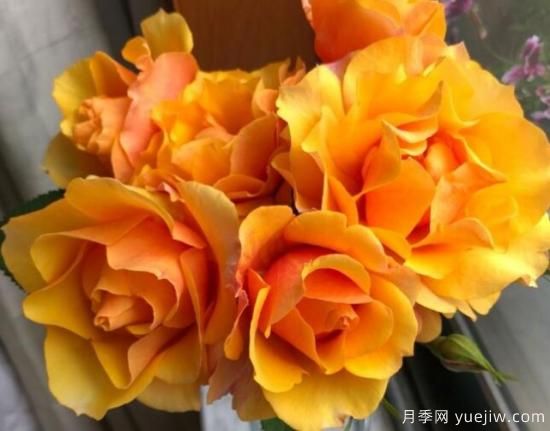 推薦8款冷門月季品種，養(yǎng)的是，但是表現(xiàn)真好(圖1)