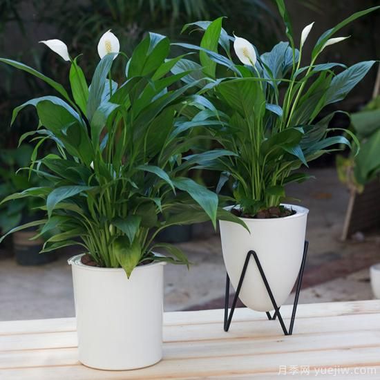 十大吸甲醛植物，你家養(yǎng)過(guò)哪幾種？(圖10)