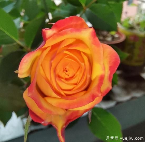 花卉屆的開花機(jī)器，容易養(yǎng)護(hù)易打理，月季簡(jiǎn)簡(jiǎn)單單開爆盆(圖3)