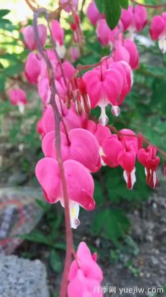花卉屆的開花機(jī)器，容易養(yǎng)護(hù)易打理，月季簡(jiǎn)簡(jiǎn)單單開爆盆(圖4)