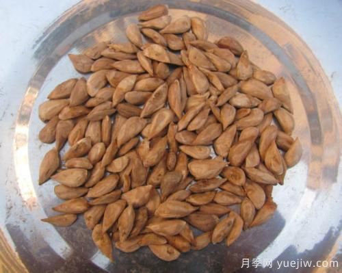 雪松種子怎么種植？養(yǎng)護要點有哪些(圖1)