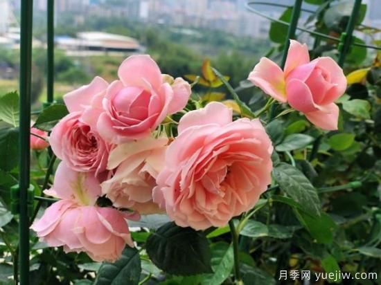 推薦8款冷門月季品種，養(yǎng)的是，但是表現(xiàn)真好(圖5)