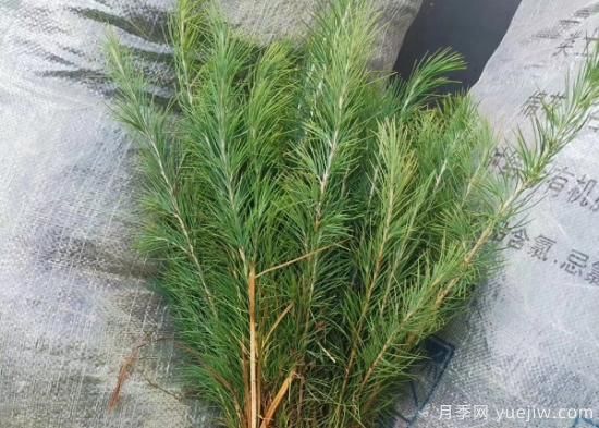 暴雨過后對(duì)雪松的保護(hù)措施有哪些？(圖1)