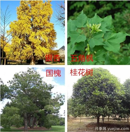園林綠化中，樹(shù)木規(guī)劃遵守五大原則保持常綠常新(圖1)