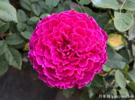 推薦8款冷門月季品種，養(yǎng)的是，但是表現(xiàn)真好(圖6)