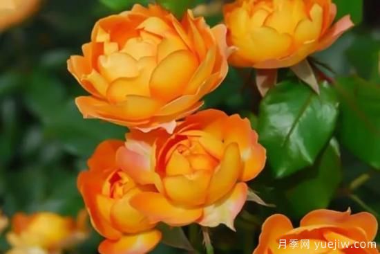推薦8個勤花月季品種，輕松爆盆，***值得擁有(圖2)