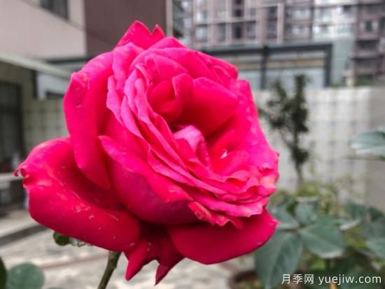 推薦8款冷門月季品種，養(yǎng)的是，但是表現(xiàn)真好(圖7)