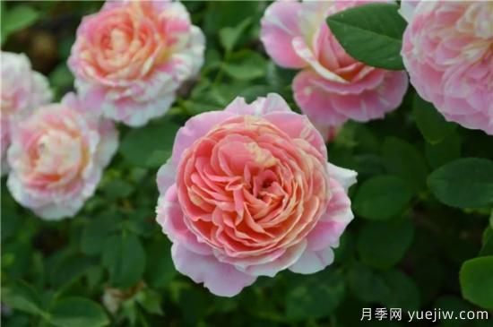 推薦8個勤花月季品種，輕松爆盆，***值得擁有(圖3)