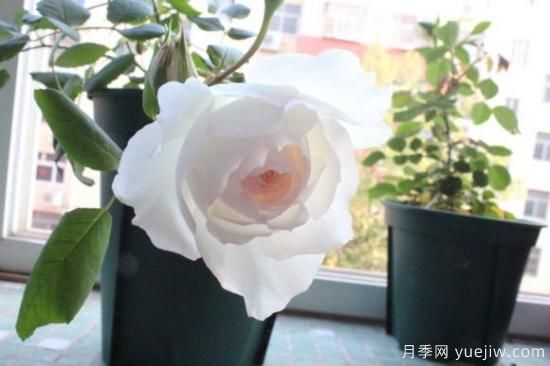 推薦8款冷門月季品種，養(yǎng)的是，但是表現(xiàn)真好(圖8)