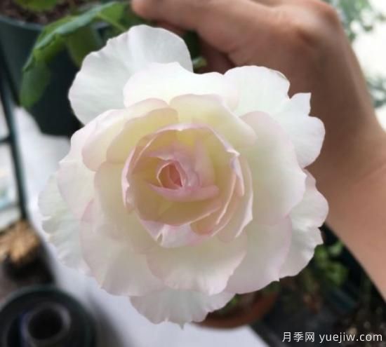 推薦8個勤花月季品種，輕松爆盆，***值得擁有(圖4)