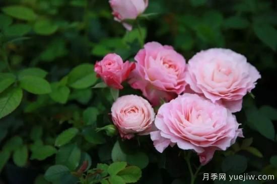 推薦8個勤花月季品種，輕松爆盆，***值得擁有(圖7)