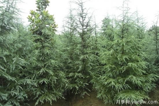 雪松價(jià)錢為什么會(huì)有差別？(圖1)