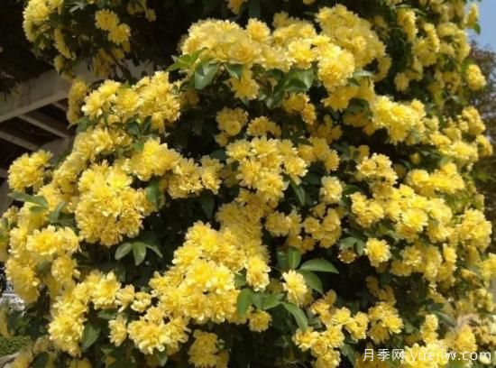 黃木香號稱開花勞模，耐寒耐熱養(yǎng)護簡單(圖3)