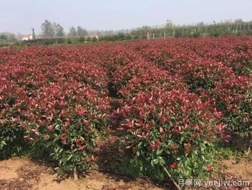 紅葉石楠樹需水量大小如何確定？(圖1)