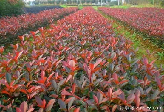 紅葉石楠小苗哪里批發(fā)？(圖1)