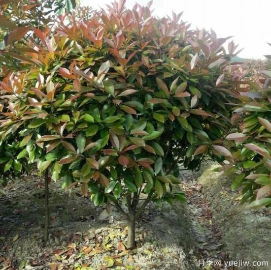怎么樣培育紅葉石楠可以讓其更鮮艷？(圖1)