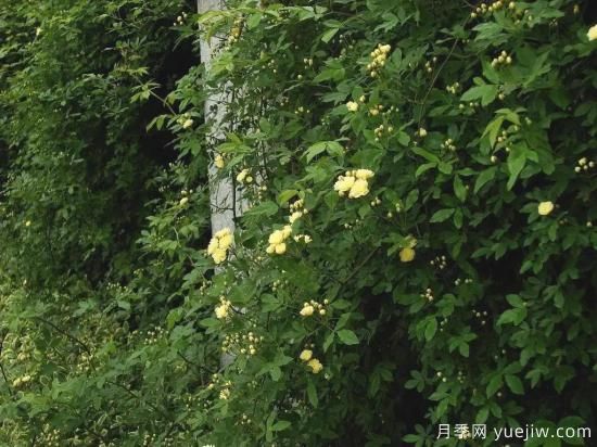 苗木行業(yè)進(jìn)入存量市場(chǎng)，這些領(lǐng)域仍需大量苗木(圖1)