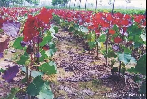 苗木行業(yè)進(jìn)入存量市場(chǎng)，這些領(lǐng)域仍需大量苗木(圖2)
