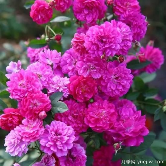 月季花友們，這些經(jīng)典月季品種你值得擁有(圖1)