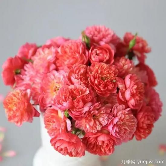 月季花友們，這些經(jīng)典月季品種你值得擁有(圖3)