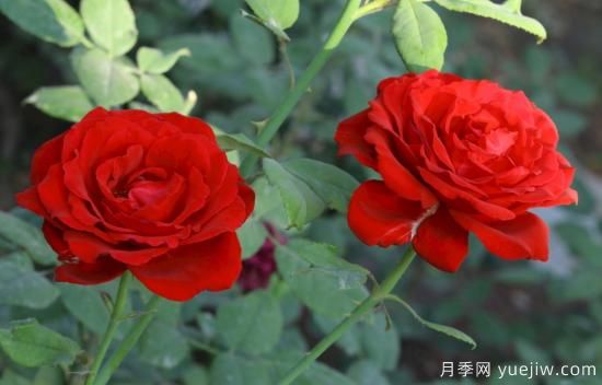 月季盲枝原因，月季盲枝解決方法(圖1)