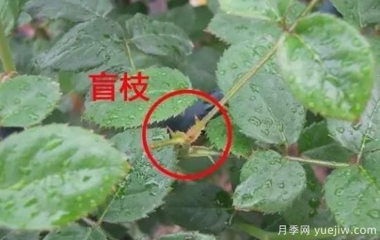 月季盲枝原因，月季盲枝解決方法(圖2)